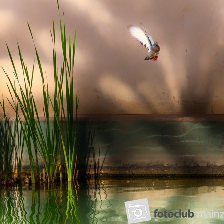 Stille Secret Garden
